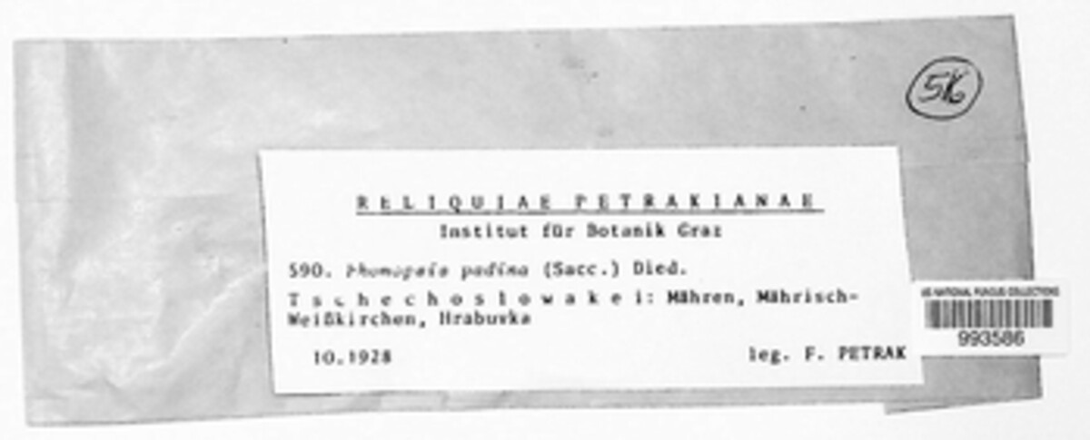 Phomopsis padina image